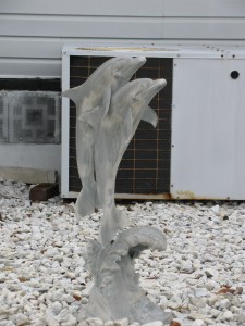 dolphin on dolphin sex is celebrated