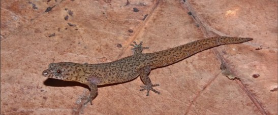 Sphaerodactylusnotatus2